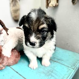 CINCH - Black and tan male American Corgi puppy in Bayard, Nebraska from Puppies by Alies
