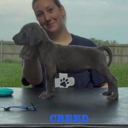 Creed - Blue male Great Dane puppy in Edwardsville, Illinois from Giants and Munchkins