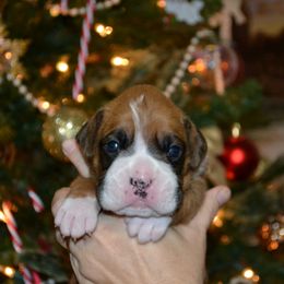 Boxer Puppies from Quinney’s Boxers
