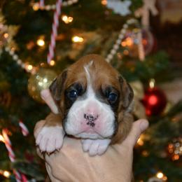 Boxer Puppies from Quinney’s Boxers