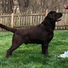 Shooter - Labrador Retriever
