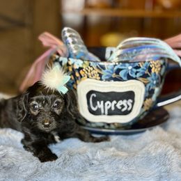 Cypress (Brindle Doxiepoo) - Brindle female Companion Cross puppy in Waldron, Arkansas from Kay’s Cutie Poos