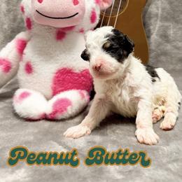 Peanut Butter - Black and white male Bernedoodle puppy in Boiling Springs, South Carolina from OlliePups, LLC