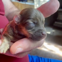 Charlie - Fawn brindle male Havanese puppy in Kerrville, Texas from The Happy Havanese