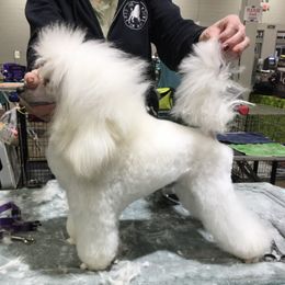 Poodles from Stormborn