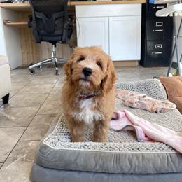 Boots - Apricot male Goldendoodle puppy in Sugarcreek, Ohio from True Hearted Doodles