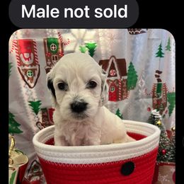 Zero - male Cockapoo puppy in Connersville, Indiana from MoonShine Babies