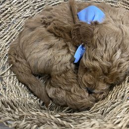 Aussiedoodle, Goldendoodle, and Miniature Australian Shepherd Puppies from Burton's Precious Doodles