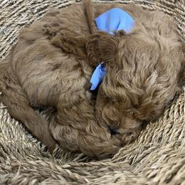 Aussiedoodle, Goldendoodle, and Miniature Australian Shepherd Puppies from Burton's Precious Doodles