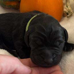 Sweet Tea (Sweetie) - Black female Labrador Retriever puppy in Taylors, South Carolina from Spring Water Labs of the Carolinas