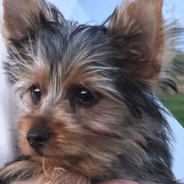 Cashe - Black and tan male Yorkshire Terrier puppy in Grafton, West Virginia from Gemstone Kennel