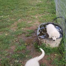 Border Collie, Bordoodle, and Maremma Sheepdog Puppies from 2J 2K Border Collies