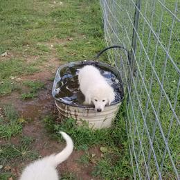 Border Collie, Bordoodle, and Maremma Sheepdog Puppies from 2J 2K Border Collies