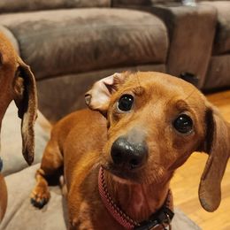 Dachshunds from Mercy and Vics  Dachshunds