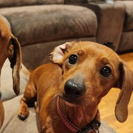 Dachshunds from Mercy and Vics  Dachshunds