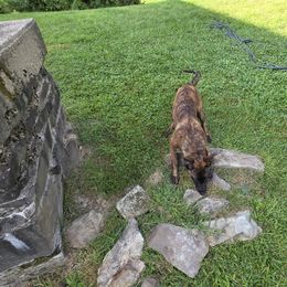 Dutch Shepherd Puppies from Acadia CanineTM