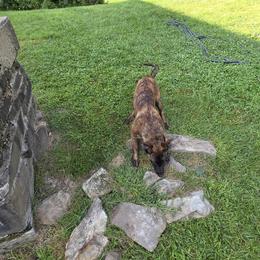 Dutch Shepherd Puppies from Acadia CanineTM