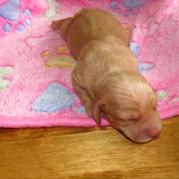Dachshund Puppies from Hot Lil' Doggies  Dachshunds