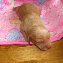 Dachshund Puppies from Hot Lil' Doggies  Dachshunds