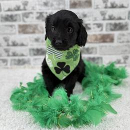 Dustin-Non Furnished - Black male Goldendoodle puppy in Taylor, Michigan from Mi Best Doodle Ever, LLC