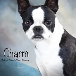Charm - Boston Terrier