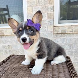 Glory - Blue female Pembroke Welsh Corgi puppy in Norman, Oklahoma from Charm Farm Corgis
