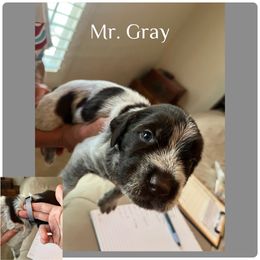 Hunter - Brown and gray male Wirehaired Pointing Griffon puppy in Tollhouse, California from Rocking S Griffons