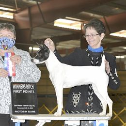 Shea - Rat Terrier