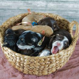 Bernedoodle Puppies from Eastside Paws LLC