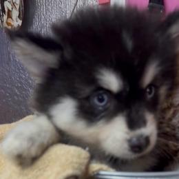 Joey - Black and white male Pomsky puppy in Spring Hill, Florida from PDQ Pomskies