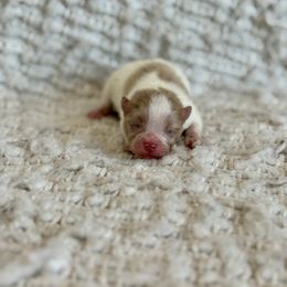 Saki - Lavender male Pomeranian puppy in Canandaigua, New York from Fingerlakes Pomeranians