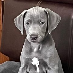 Blue Lacies from Doug’s Blue Lacy Puppies