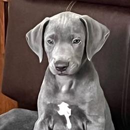 Blue Lacies from Doug’s Blue Lacy Puppies