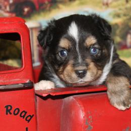 Black Tri-2 - Black tri male Miniature Australian Shepherd puppy in Ronan, Montana from Dirt Road Aussie’s of Montana