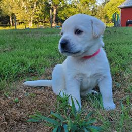 Pink Collar Female - Yellow female Labrador Retriever puppy in Reedsville, Pennsylvania from Leanna's Labradors