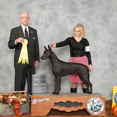 Frosty - Xoloitzcuintli