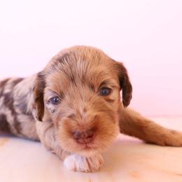 Bella - Red merle female Aussiedoodle puppy in Apache Junction, Arizona from Loving Doodle