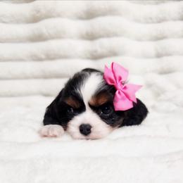 Cranberry - Tri-color female Cavalier King Charles Spaniel puppy in Wilburton, Oklahoma from My Kids Kennel