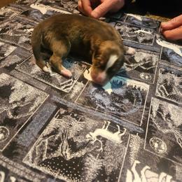 Arthur - Red and white male Siberian Husky puppy in Louisville, Kentucky from Wild Hunt Huskies
