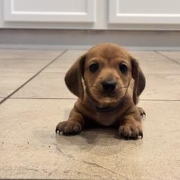 Mr Blue - Red male Dachshund puppy in Casa Grande, Arizona from Furever Doxie Paws