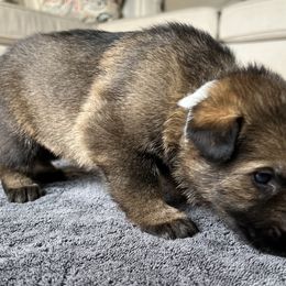 Boy 1 - Sable German Shepherd puppy in Sabattus, Maine from Pracovni Bohemia German Shepherds