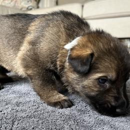 Boy 1 - Sable German Shepherd puppy in Sabattus, Maine from Pracovni Bohemia German Shepherds