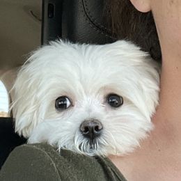Marshmallow - Maltipoo