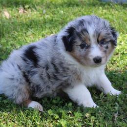 Tatum - Blue merle male Australian Shepherd puppy in Kansas, Oklahoma from Windy G Farm