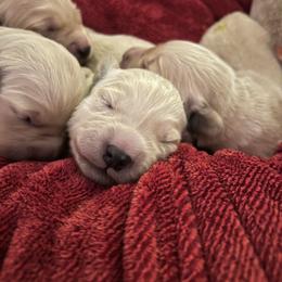 Mr Blue, Mac - Light golden male Golden Retriever puppy in Crawfordsville, Indiana from Sunridge Goldens