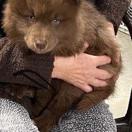 Rare brown - Brown female Finnish Lapphund puppy in Harwich, Massachusetts from Lighthouse Lapphunds and Leos by the Sea