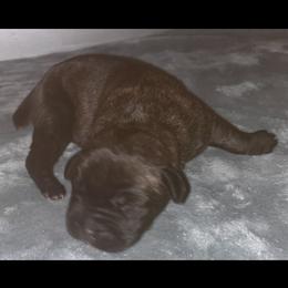 Boy 7 - Chestnut brindle male Cane Corso puppy in Douglasville, Georgia from Palazzo Cane Corso