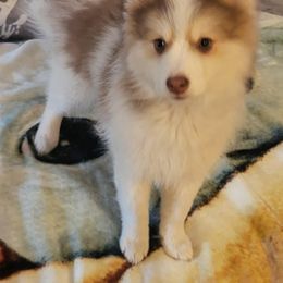 Pomsky Puppies from Tony Hwang