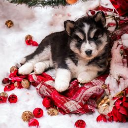Siberian Husky Puppies from Funky Farm AKC Siberian Huskies Kennel