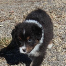 Australian Shepherd Puppies from 4t Aussies